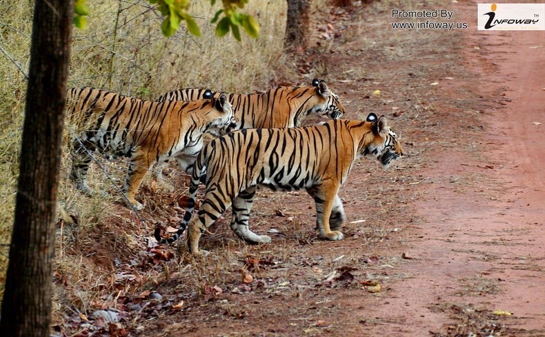 sundarbans-national-park-3 sundarbans-national-park-3