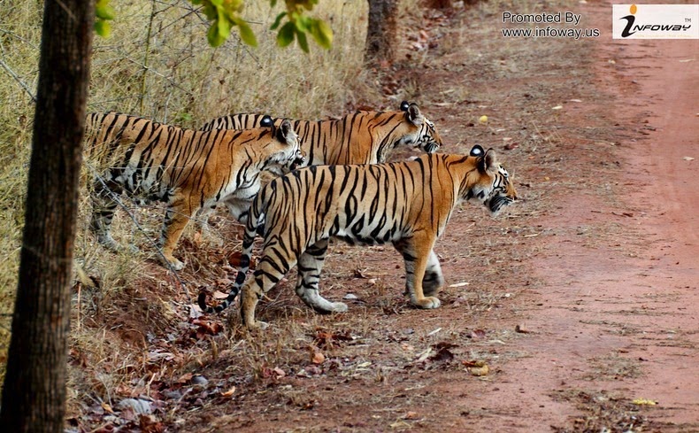 sundarbans-national-park-3