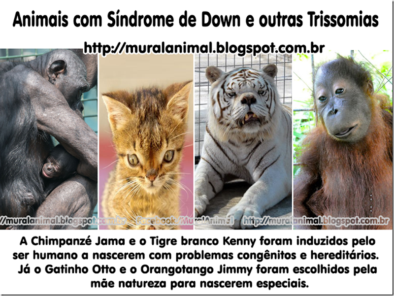 animais_down_trissomias