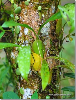 Coelogyne_zurowetzii_sarawaklens_5