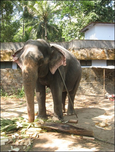 Elephant Sactuary VII