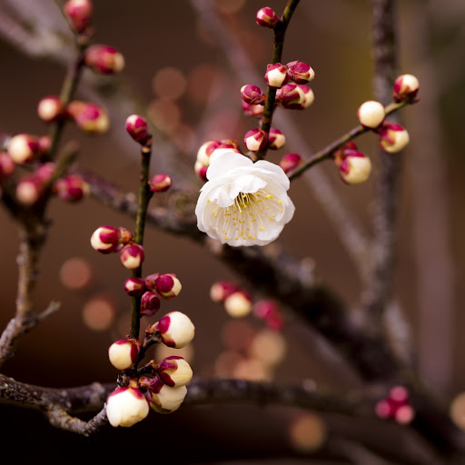 Hd-143266-ascw143266