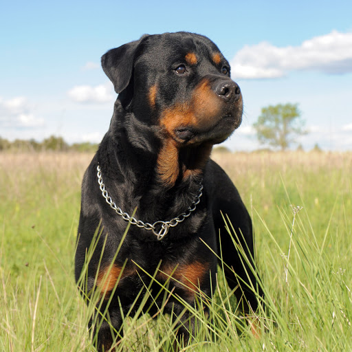 Hd-158713-ascw158713