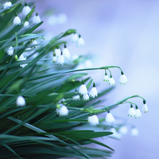 Hd-142050-ascw142050