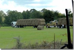 Loading up the hay