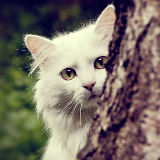 Hd-185630-ascw185630