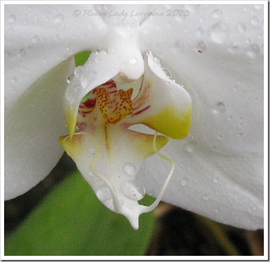 02-14-nanci-orchids2