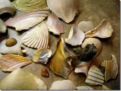 Expressive shells