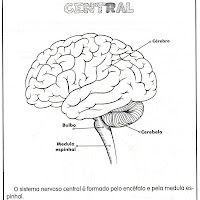 tag imagem do sistema nervoso central para colorir