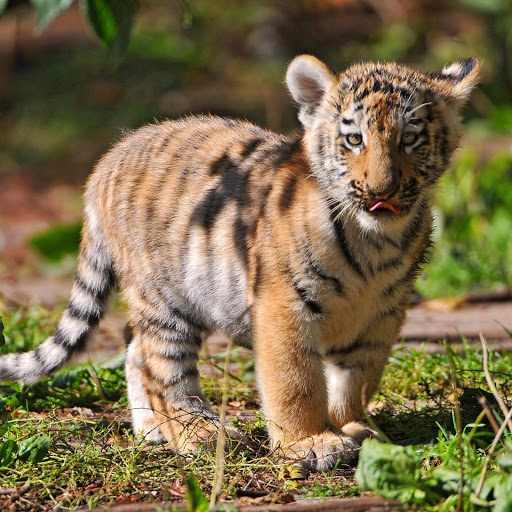 Hd-152847-ascw152847