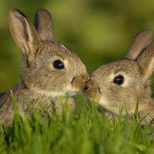 Hd-141600-ascw141600