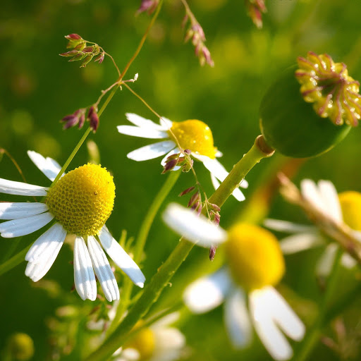 Hd-133390-ascw133390