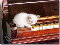gato pianista blogdeimagenes (29)
