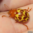 Leafbeetle Beetle