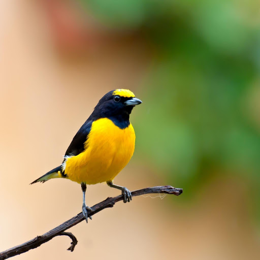 Hd-177740-ascw177740