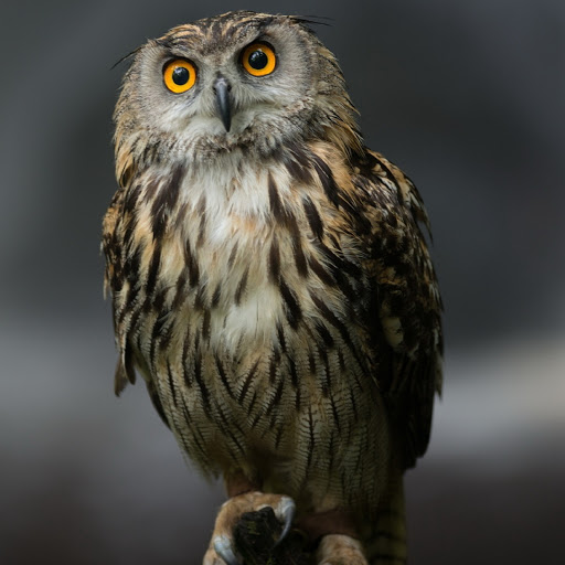 Hd-180613-ascw180613