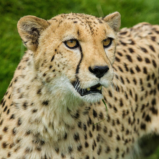 Hd-176268-ascw176268