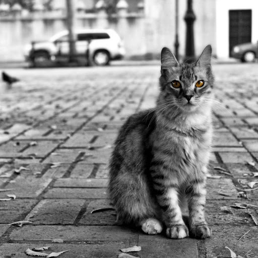 Hd-151468-ascw151468