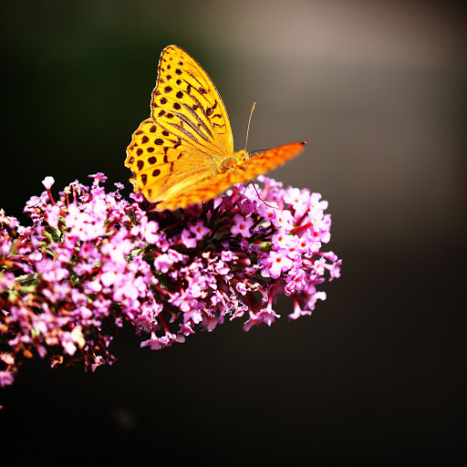 Hd-143200-ascw143200