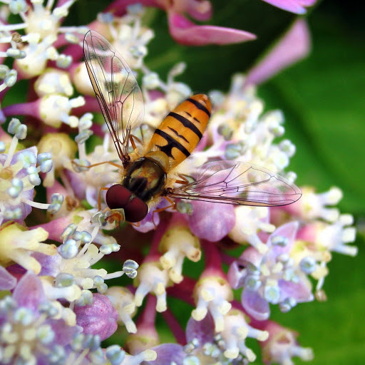 Hd-147393-ascw147393