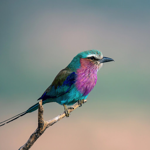 Hd-181167-ascw181167