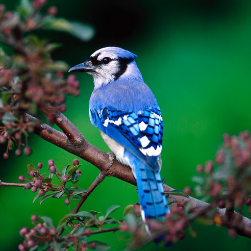 Hd-185610-ascw185610