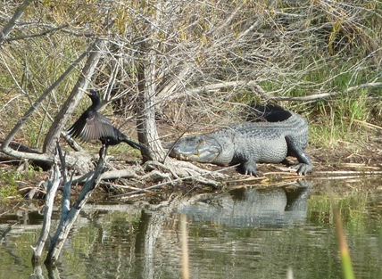 Neotropic Cormorant and Alligator