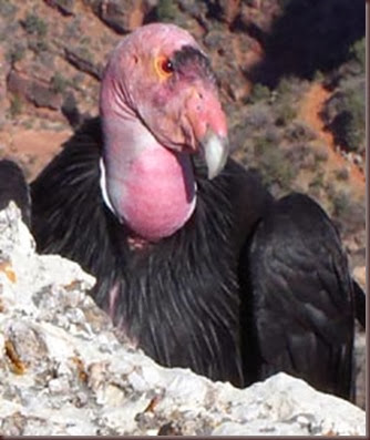 Amazing Animals Pictures California Condor (4)