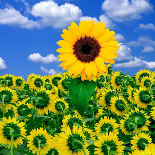 Hd-184882-ascw184882