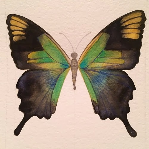 butterfly6