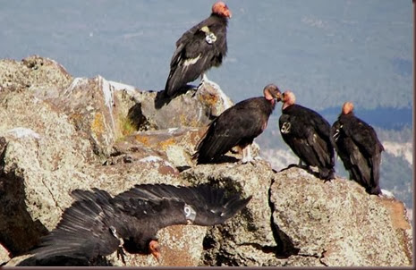 Amazing Animals Pictures California Condor (6)