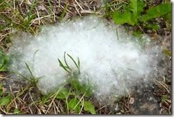 A pile of cotton from the cottonwood tree