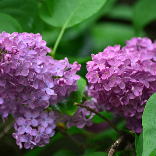 Hd-152636-ascw152636