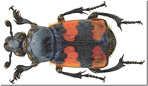 FotoSketcher - escarabajo