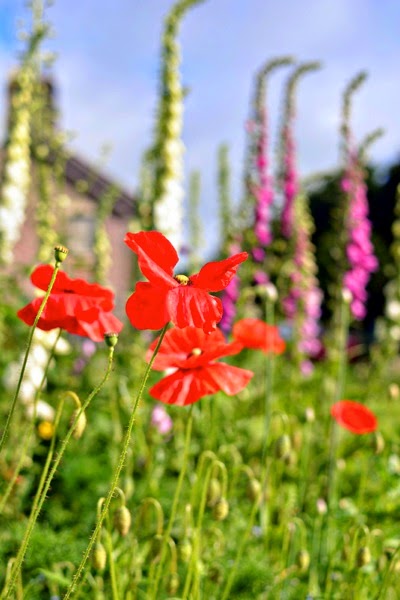 Foxgloves and poppies
