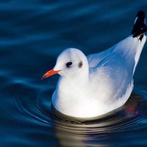 Hd-151581-ascw151581