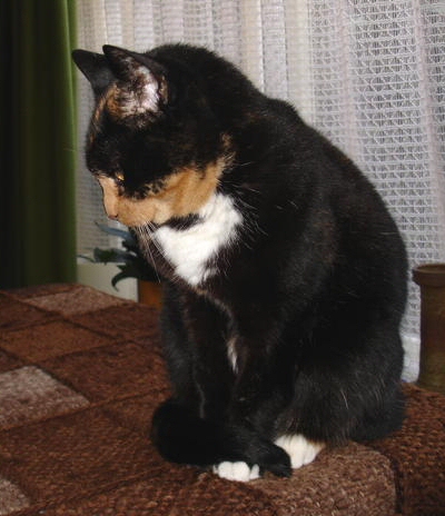 Maantje onze lieve poes little-moon-cat-maantje-mijn-lieve-kat