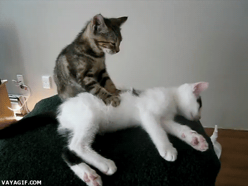 gato%252520masaje_thumb.gif