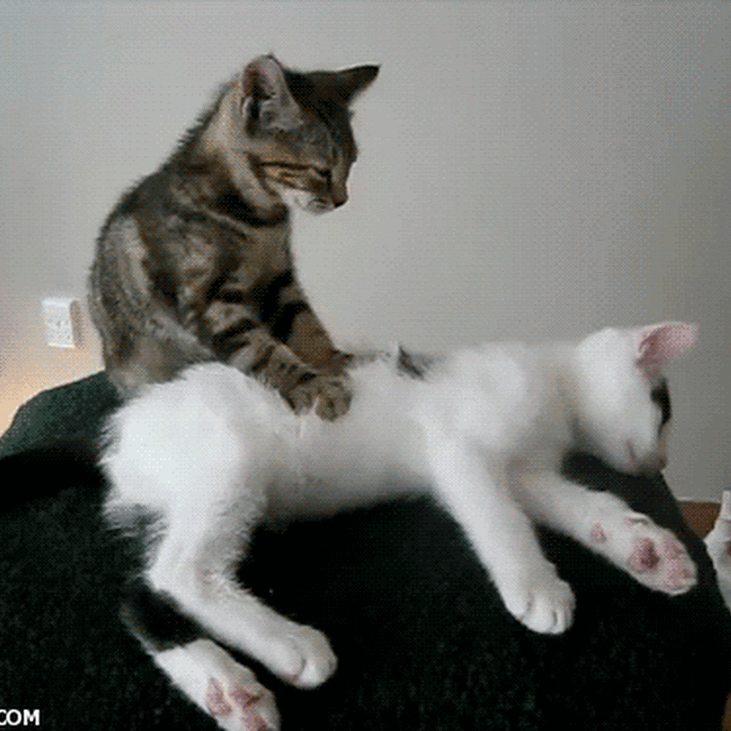 Gif gato dando un masaje
