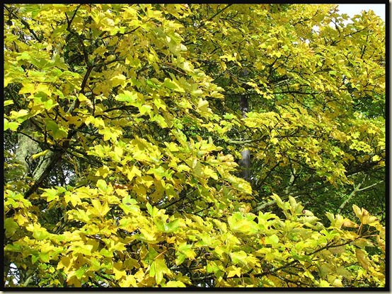 The leaves are turning - 17/10/12