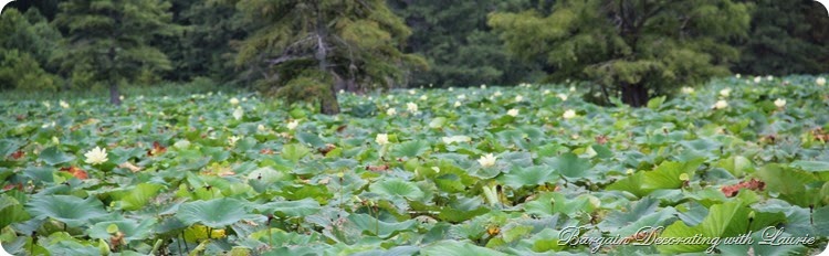 LILLY PADS 2