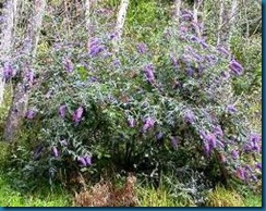 butterfly bush exscapee
