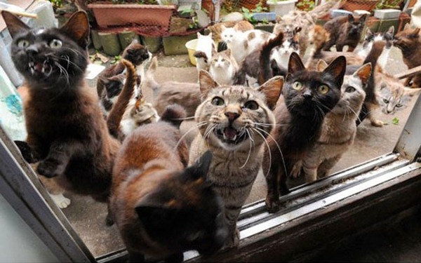 Tashirojima-Cat-Île