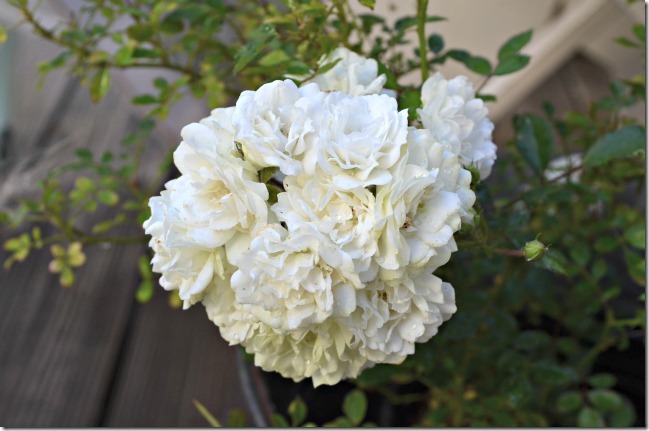 white bouquet mini rose