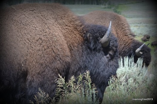 Bison - up close and personal!