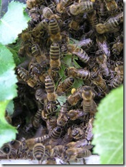 Rojení  a velikost včelstva 125