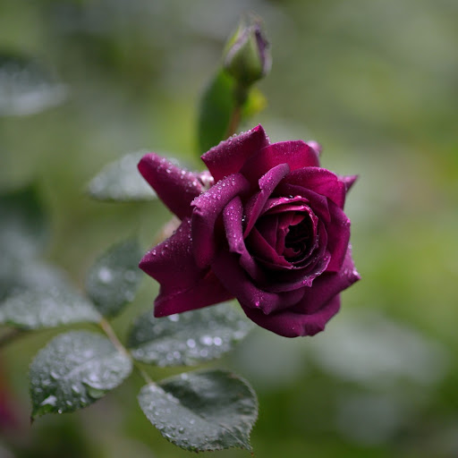 Hd-141114-ascw141114