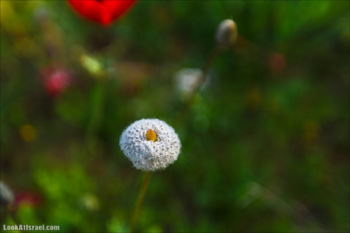 Анемоны (каланиет) пустыни Негев - Фестиваль Даром Адом в LookAtIsrael.com - Фото путешествия по Израилю | Red South festival of anemones in Negev | דרום אדום - קלניות בבארי