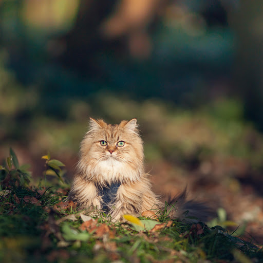 Hd-138139-ascw138139