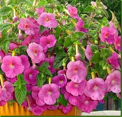 Achimenes Pink Clouds